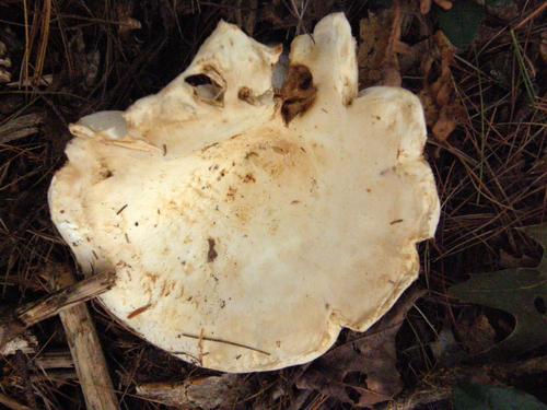 possibly The Miller mushroom (Clitopilus prunulus)