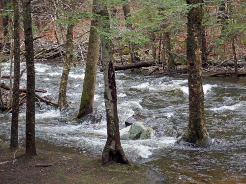 trees get wet as Beaver Brook overflows its banks in April near Keene in southern New Hampshire