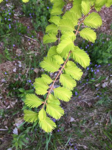 Dawn Redwood (Metasequoia glyptostroboides) in May at Bedrock Gardens in southeast New Hampshire