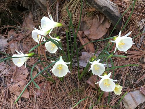 White Petticoat (Narcissus bulbocodium) in May at Bedrock Gardens in southeast New Hampshire
