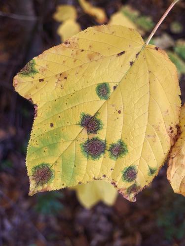 Speckled Tar Spot fungus on a leaf in October on Beech Hill in Dulbin, New Hampshire