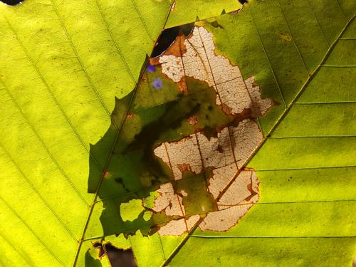 an artistic pattern on a stuck-together leaf pair in October beside the trail to Beech Mountain at Dublin in southwestern New Hampshire