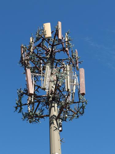fake-tree communication tower on Beech Hill in Dublin, New Hampshire