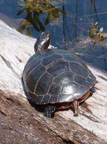 Painted Turtle at The Bowl in Acadia National Park in Maine