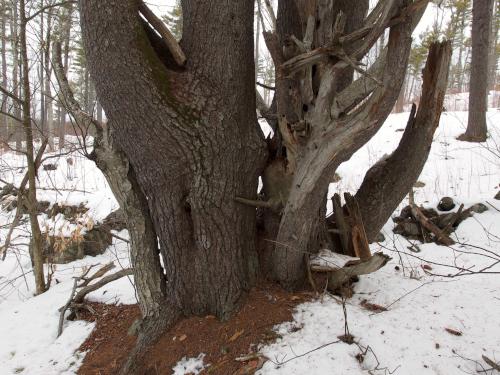 wolf tree in March at Bell Ledges in southern New Hampshire
