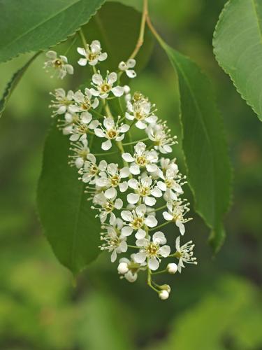 Choke Cherry (Prunus virginiana) in May at Benson Park in southern New Hampshire