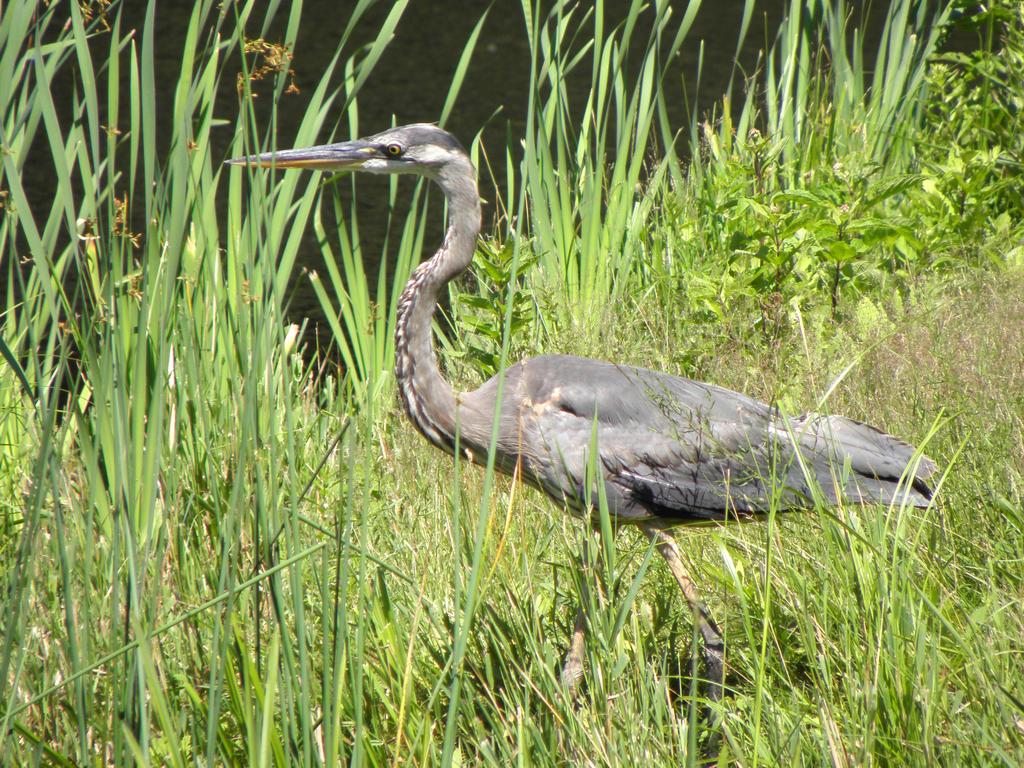 Great Blue Heron (Ardea herodias) at Benson Park in southern New Hampshire