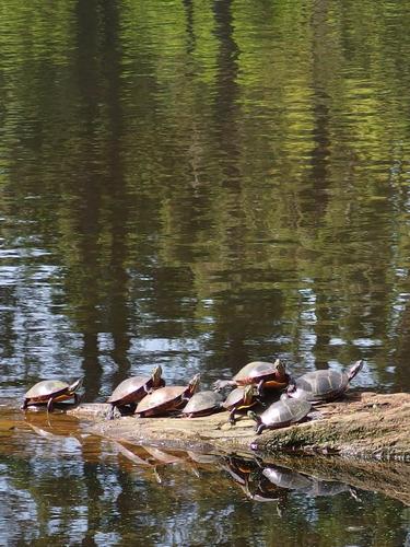 turtles in June at Benson Park in New Hampshire