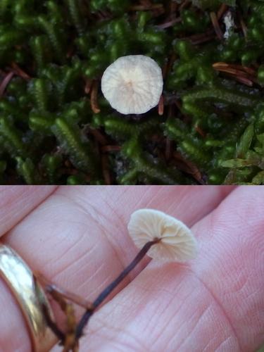 Marasmius capillaris mushroom at Bernard Mountain within Acadia Park in coastal Maine