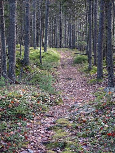trail to Bernard Mountain within Acadia Park in coastal Maine
