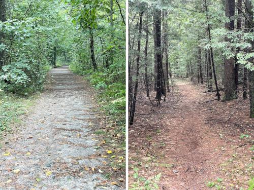 trails in September at Bertozzi WMA in northeast MA