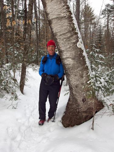 birch tree in January at Bicknell/Colette Trail in southern New Hampshire