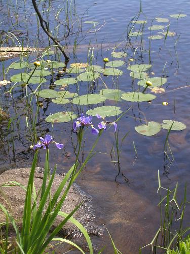Iris on the shore of Stratton Brook Pond in Maine