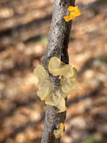 Witches' Butter (Tremella mesenterica) in November at Birch Ridge in eastern New Hampshire