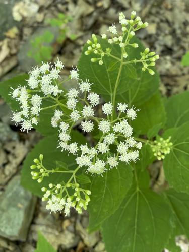 White Snakeroot (Ageratina altissima) in September at Bird Mountain in southern Vermont