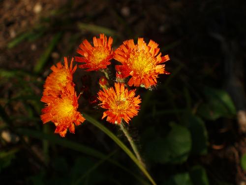 Orange Hawkweed flower