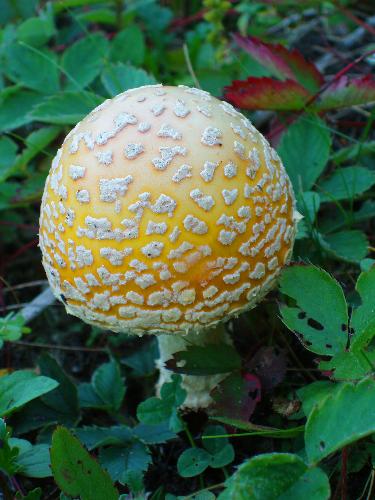 American Fly Agaric (Amanita muscaria) in September on Black Mountain in New Hampshire