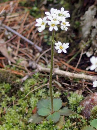 Early Saxifrage (Saxifraga virginiensis) in May on Black Mountain in southern Vermont