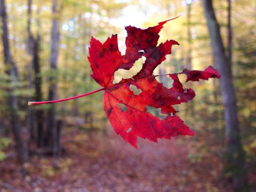 suspended leaf in October at Black Hill near Stinson Lake in New Hampshire