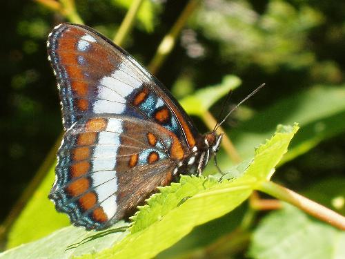 White Admiral butterfly