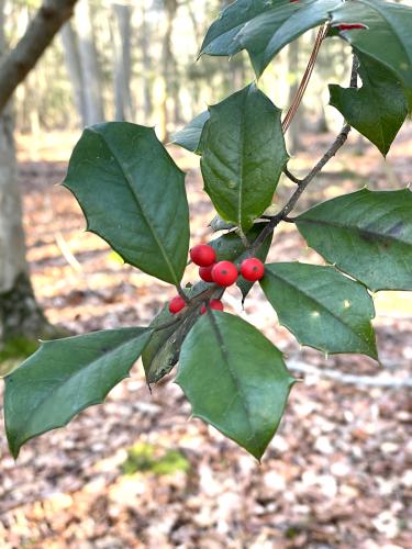 American Holly in December at Black Pond Nature Preserve in eastern Massachusetts