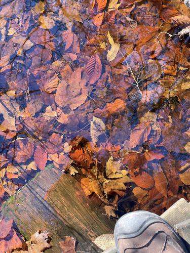 leaves in December at Black Pond Nature Preserve in eastern Massachusetts