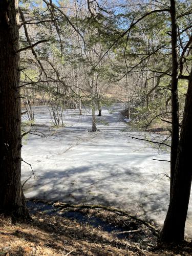 vernal pool in March at Blackwater River Loop near Hopkinton in southern New Hampshire