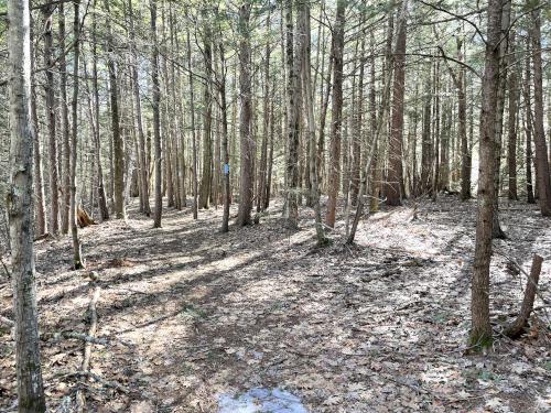 woods in March at Blackwater River Loop near Hopkinton in southern New Hampshire