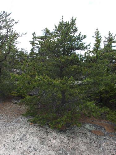 Scots Pine (Pinus sylvestris) at Blue Mountain in the White Mountains of New Hampshire