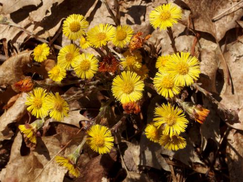 Coltsfoot (Tussilago farfara) in April at Bockes Forest in southern New Hampshire
