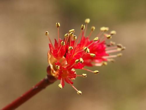 male Red Maple (Acer rubrum) in bloom in April at Bockes Forest in southern New Hampshire