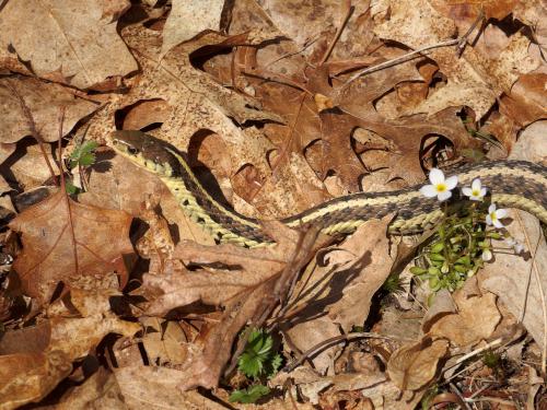 Garter Snake (Thamnophis sirtalis) in April at Bockes Forest in southern New Hampshire