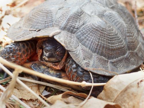 Wood Turtle (Glyptemys insculpta) in April at Bockes Forest in southern New Hampshire