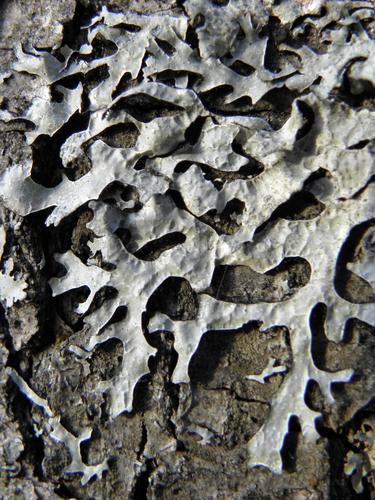 Bottlebrush Shield Lichen (Parmelia squarrosa)