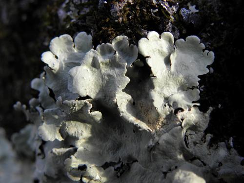 Eastern Candlewax Lichen (Ahtiana aurescens)