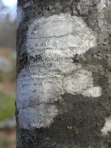 Whitewash Lichen (Phlyctis argena)