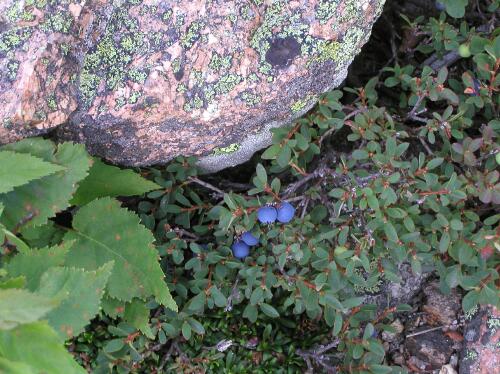 Late Lowbush Blueberry berries