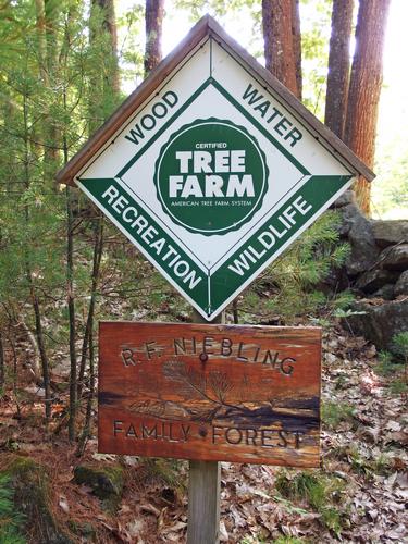 tree-farm signa on Boscawen Hill in southern New Hampshire