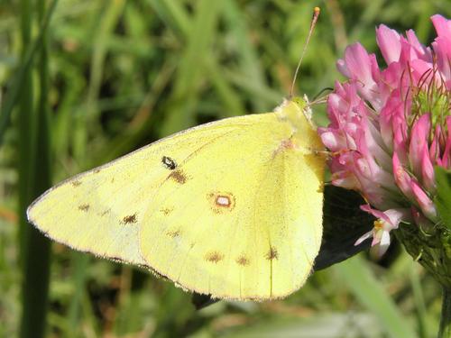 Clouded Sulphur (Colias philodice) butterfly