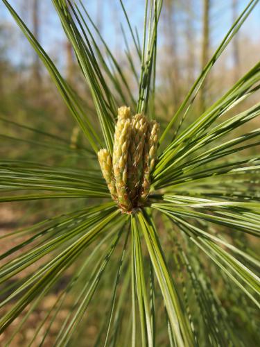 new growth on a White Pine in May at Bovenzi Park in northeast Massachusetts