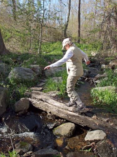 stream crossing in May at Bovenzi Park in northeast Massachusetts