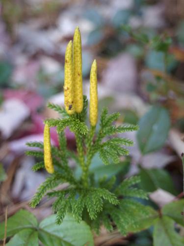 Tree Clubmoss at Bowers Springs Conservation Area in northeastern Massachusetts