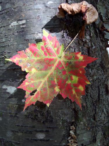 maple leaf at Bowers Springs Conservation Area in northeastern Massachusetts