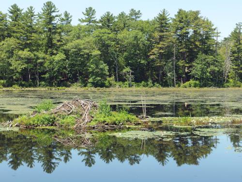 beaver lodge in July on Towne Pond in Boxford State Forest in northeastern Massachusetts