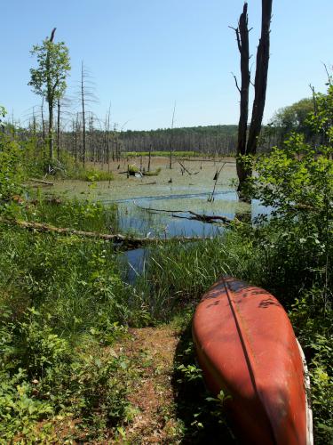 canoe beside a swamp near Boxford State Forest in northeastern Massachusetts