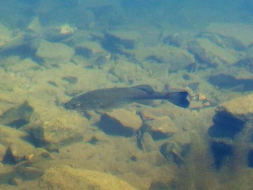 fish in the pond at Boxford State Forest in northeastern Massachusetts