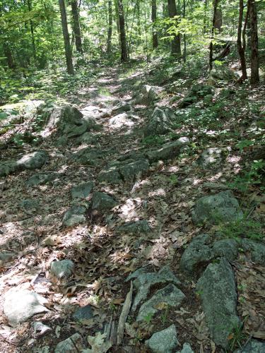 rocky trail at Boxford State Forest in northeastern Massachusetts