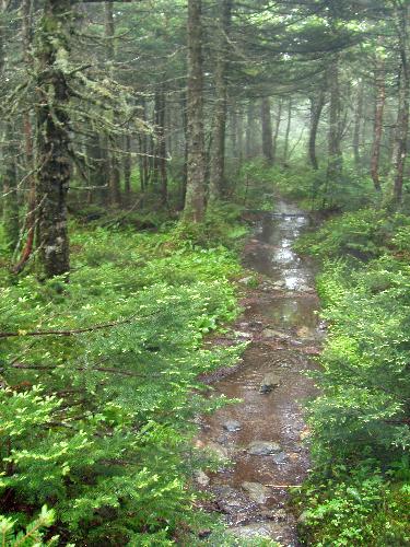 wet trail to Breadloaf Mountain in Vermont