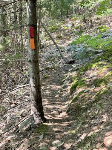 trail in August at Breakheart Reservation in northeast Massachusetts