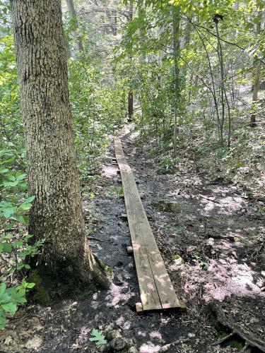 trail in August at Breakheart Reservation in eastern Massachusetts